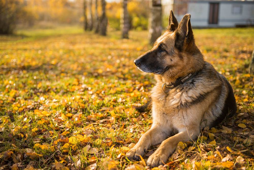 Pension Canine à Mazères