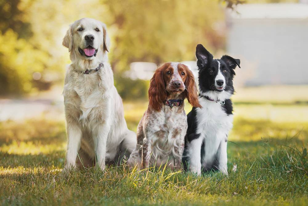 Pension chien à Mazères