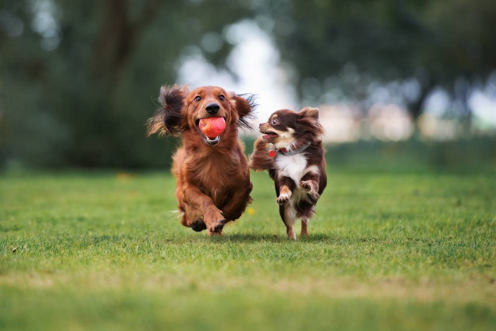 Garde de chien à Mazères