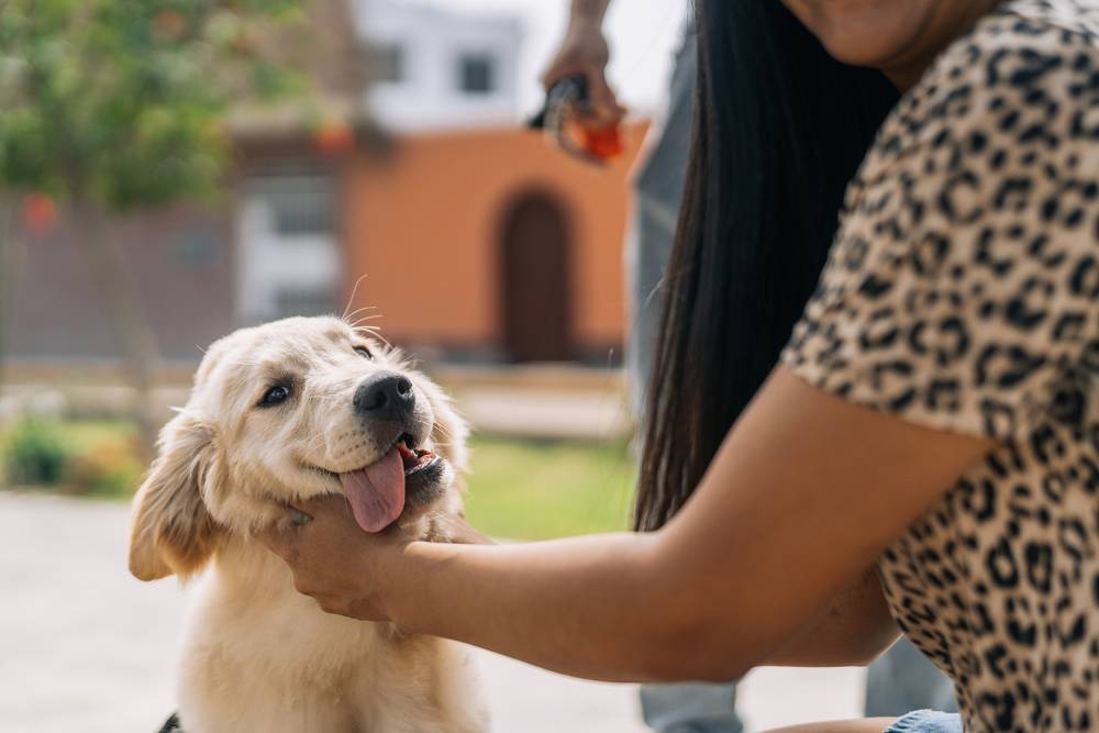 Éducation canine à Mazères