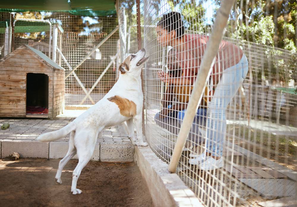 Chenil pour chien à Mazères