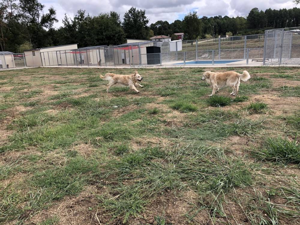 Centre Canin  et Félin Mas Dog près de Langon - éducation canine 6