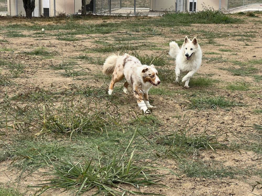 Centre Canin  et Félin Mas Dog près de Langon - éducation canine 8