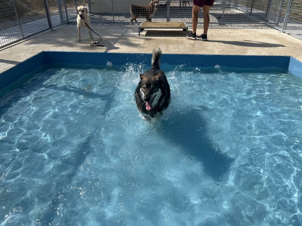 Centre Canin  et Félin Mas Dog près de Langon - éducation canine 13