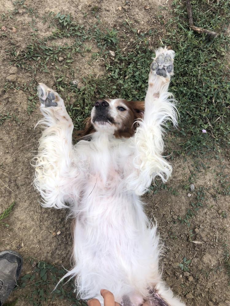 dressage et l’éveil de votre chien